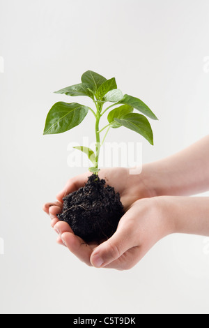 Hands holding seedling Stock Photo