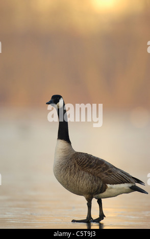 CANADA GOOSE Branta canadensis An adult standing in profile on a frozen lake at dawn. Nottinghamshire, UK Stock Photo