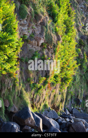 Royal Fern; Osmunda regalis; Cornwall; UK Stock Photo