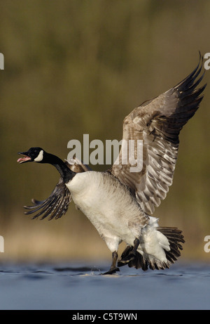 CANADA GOOSE Branta canadensis An adult calls to other geese as it touches down on a lake in winter sunlight.  Derbyshire, UK Stock Photo