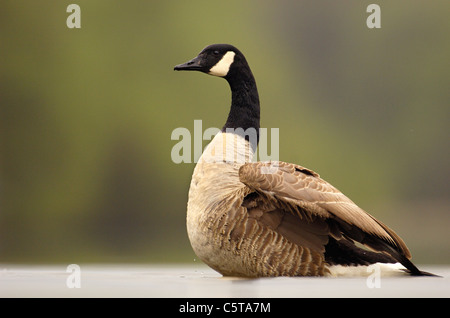 CANADA GOOSE Branta canadensis An adult rears up as it prepares to dry its wings after bathing.  Derbyshire, UK Stock Photo