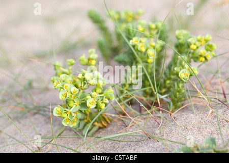 Sea Spurge; Euphorbia paralias; Cornwall; UK Stock Photo