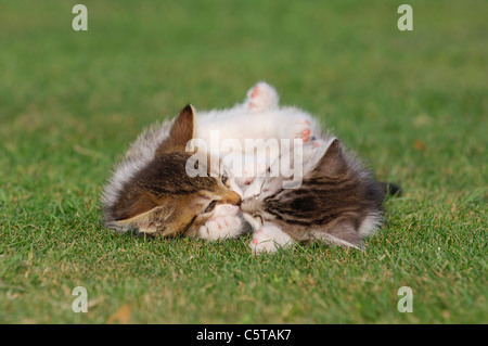 Germany, Bavaria, Two kittens lying in meadow Stock Photo