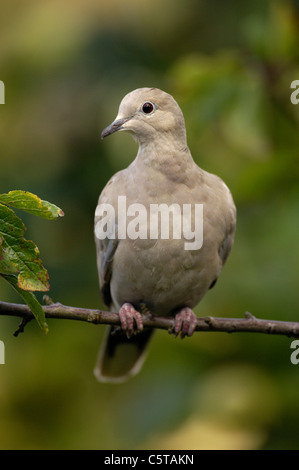 COLLARED DOVE Streptopelia decaocto Adult portrait in an urban garden.  Derbyshire, UK Stock Photo
