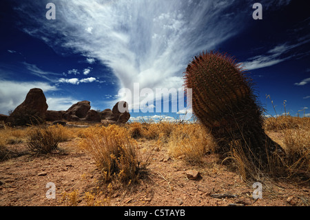 Cactus in city of rocks state park, arizona, usa Stock Photo