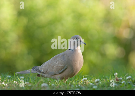 Collared Dove, (Streptopelia decaocto), on garden lawn Stock Photo