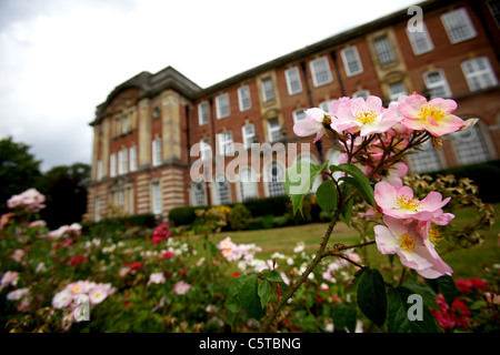 Dog-rose shrub outside the Leeds Metropolitan University,  August 2011, Carnegie campus, Headingley Stock Photo