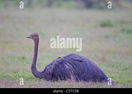 Ostrich, Struthio Camelus, Addo Elephant National Park, South Africa 