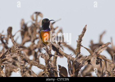 Orange-breasted sunbird (anthobaphes violacea) at Table Mountain National Park in South Africa. Stock Photo