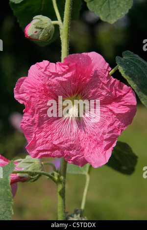 Holly hock, hollyhock in bloom in the garden (Alcea rosea). Stock Photo
