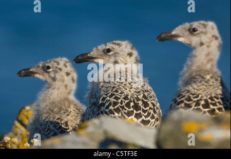 Great black-backed gull Larus marinus Three chicks in a line at their nest site. May. Saltee Islands, Ireland, UK Stock Photo