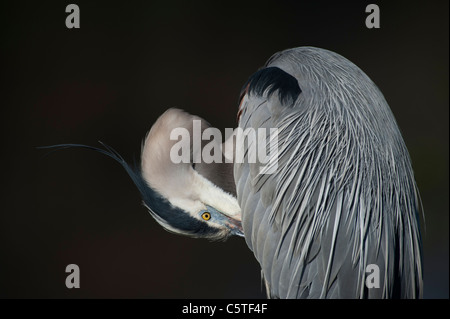 Great Blue Heron Preening Stock Photo