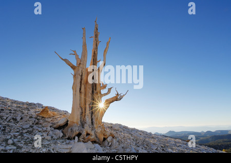USA, California, Bristleocne Pine (Pinus longaeva) in landscape Stock Photo