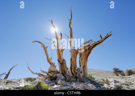 USA, California, Bristleocne Pine (Pinus longaeva) in landscape Stock Photo