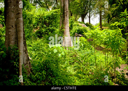 Staring into thick tropical jungle in vibrant green Stock Photo