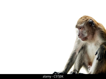 Monkey (Long-Tailed Macaque) isolated on white at edge of frame Stock Photo