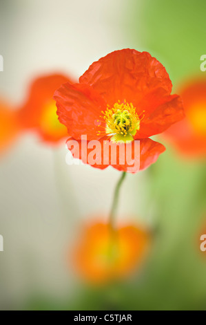 Orange Iceland Poppy - Papaver nudicaule Stock Photo