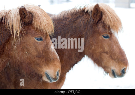 Sweden, Ã–rnskÃ¶ldsvik, Two Shetland ponies (Equus f. caballus) portrait, close-up Stock Photo