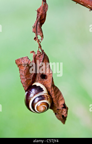 Banded grove snail (Cepaea nemoralis) on leave Stock Photo