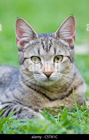 Africa, Sambia, Cat lying in meadow, portrait Stock Photo