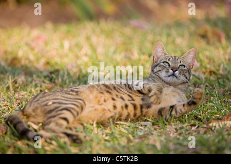 Africa, Sambia, Cat lying in meadow Stock Photo