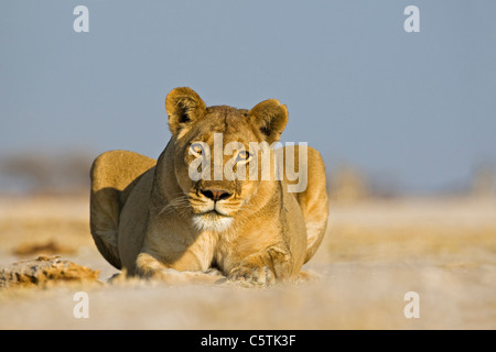 Africa, Botswana, Lioness (Panthera leo) surveying landscape Stock Photo