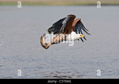 Africa, Botswana, African fish eagle (Haliaeetus vocifer) with catch, taking flight Stock Photo