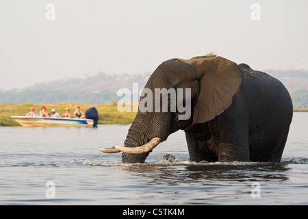 Africa, Botswana, Tourists Viewing Elephant (Loxodonta africana) from Boat Stock Photo