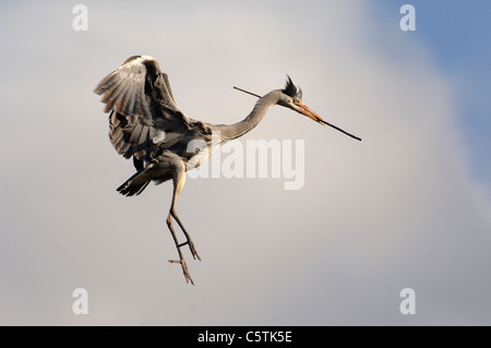 GREY HERON Ardea cinerea An adult comes in to land with some nesting material. March.  Nottinghamshire, UK Stock Photo