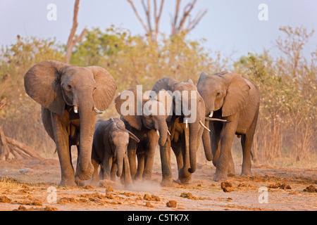 Africa, Botswana, Elephant Herd  (Loxodonta africana) Walking Stock Photo