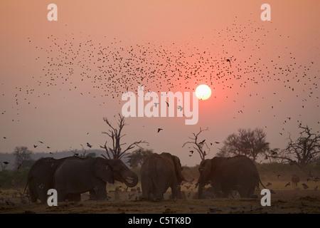 Africa, Botswana, Elephant herd (Loxodonta africana) at sunset