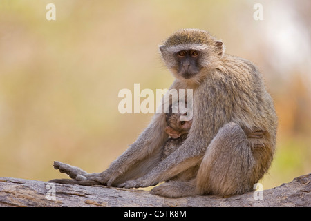 Africa, Botswana, Vervet monkey Chlorocebus) with young Stock Photo