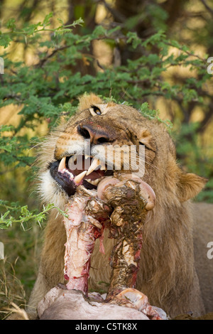 Africa, Botswana, Lioness (Panthera leo) eating buffalo, close-up Stock Photo