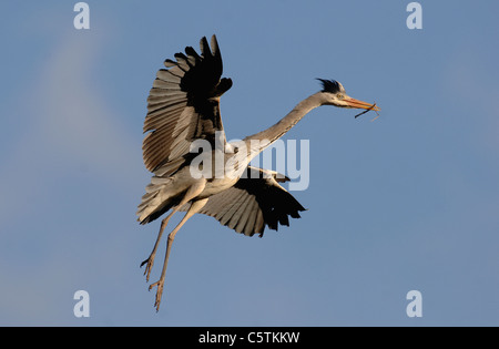 GREY HERON Ardea cinerea An adult returning to its nest site with some nesting material.  Nottinghamshire, UK Stock Photo