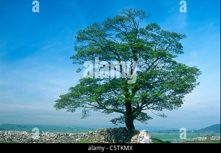 Sessile oak, in Spring, Quercus petraea, Derbyshire Stock Photo