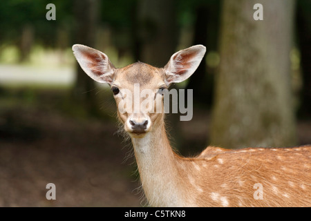 Germany, Bavaria, Fallow deer in wildpark Stock Photo
