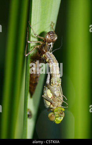 Germany, Bavaria, Dragonfly emerging from larva skin, close up Stock Photo