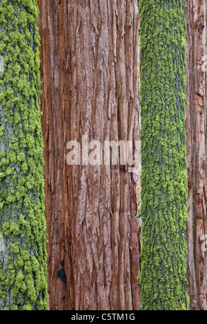 USA, California, Giant sequoias (Sequoiadendron giganteum), tree trunk, close-up Stock Photo