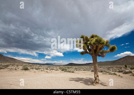 USA, California, Death Valley National Park, Joshua Tree (Yucca brevifolia) in landscape Stock Photo