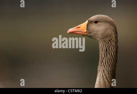 GREYLAG GOOSE Anser anser Profile portrait of an adult on the banks of the River Lea near Hackney Marshes.  Hackney, London, UK Stock Photo
