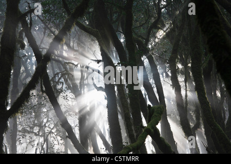 Spain, Canary Islands, La Gomera, View of laurel forest in garajonay national park Stock Photo