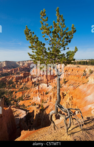 USA, Utah, Bryce Canyon National Park, Limber Pine (Pinus flexilis) in landscape Stock Photo