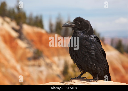 USA, Utah, Bryce Canyon National Park, Raven sitting on stone, close-up, portrait Stock Photo