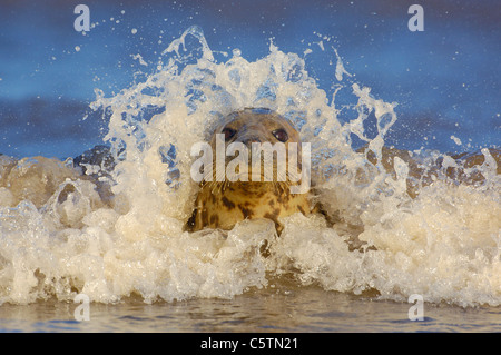 GREY SEAL Halichoerus grypus An adult female in coastal shallows is framed by waves breaking over her. Lincolnshire, UK Stock Photo