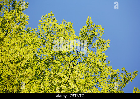 Germany, Bavraia, young leaves of european beech Stock Photo