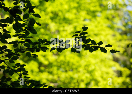 Germany, Bavaria, young leaves of european beech Stock Photo