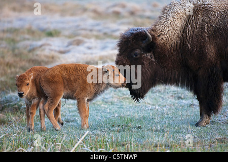 USA, Yellowstone Park, American Bison (Bison bison) with calf Stock Photo