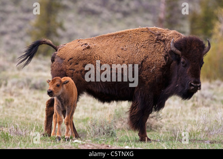 USA, Yellowstone Park, American Bison (Bison bison) with calf Stock Photo