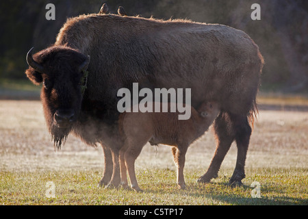 USA, Yellowstone Park, American bison (Bison bison) with suckling calf Stock Photo