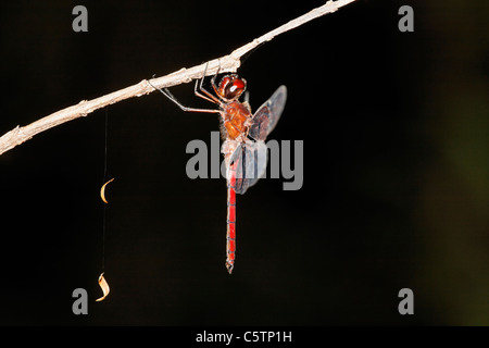 Costa Rica, Dragonfly hanging on twig Stock Photo